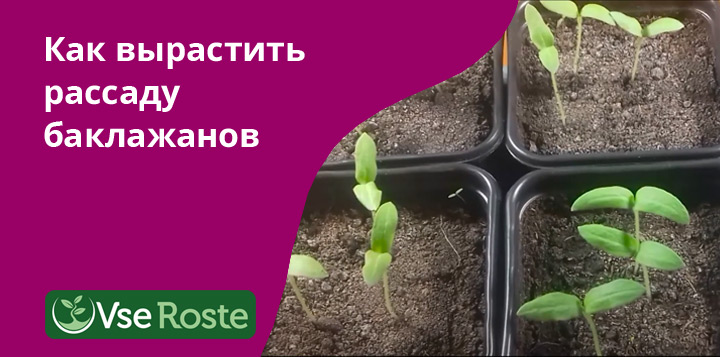 Как вырастить рассаду баклажанов   
