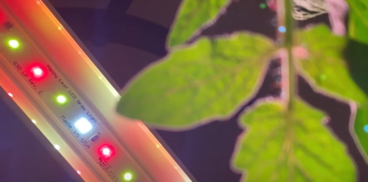 Підсвітка кімнатних томатів