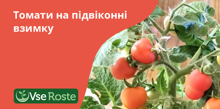 Коли краще садити помідори для вирощування на підвіконні?