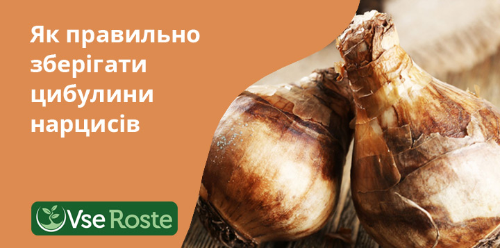 Як правильно зберігати цибулини нарцисів