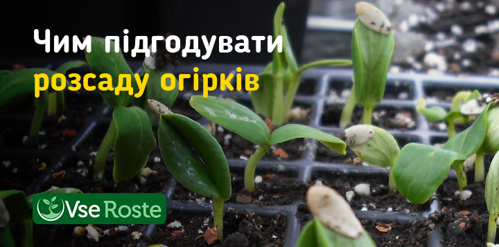 Чим підгодувати розсаду огірків
