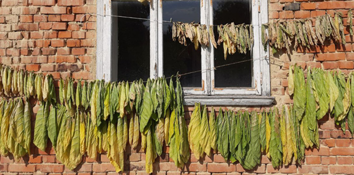 Як сушити тютюн на сонці