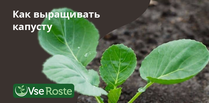 Как выращивать капусту