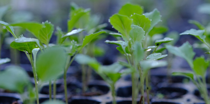 Як і коли сіяти насіння капусти на розсаду