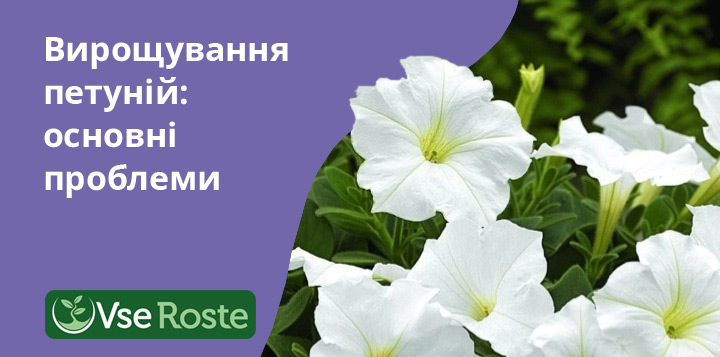 Вирощування петунії: основні проблеми
