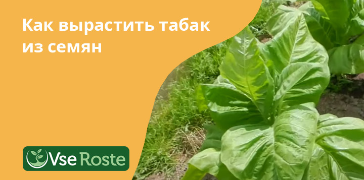 Как вырастить табак из семян