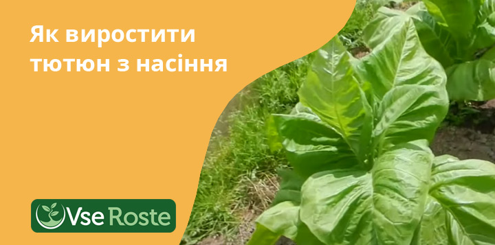 Як виростити тютюн з насіння