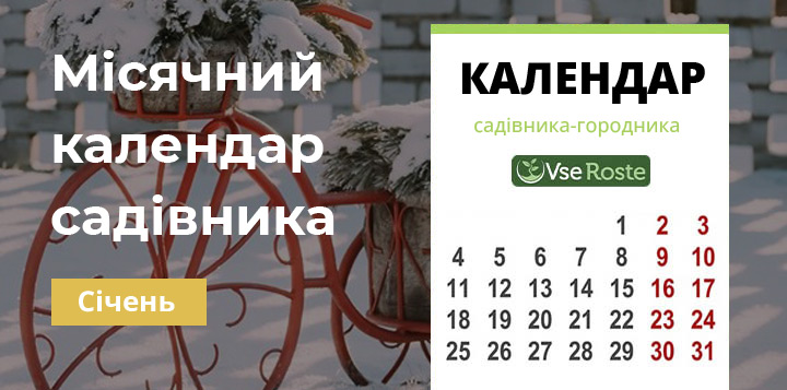 Місячний календар садівника городника на січень 2024 року
