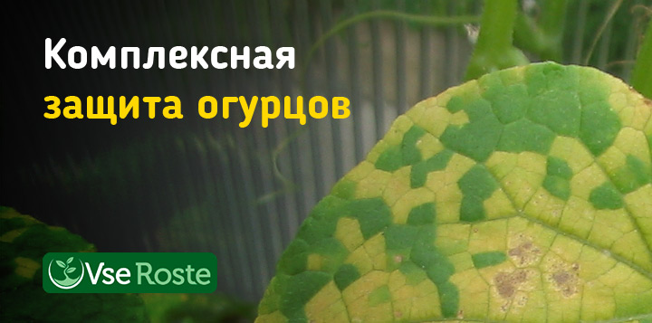 Комплексная защита огурцов