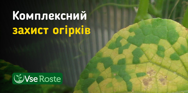 Комплексний захист огірків