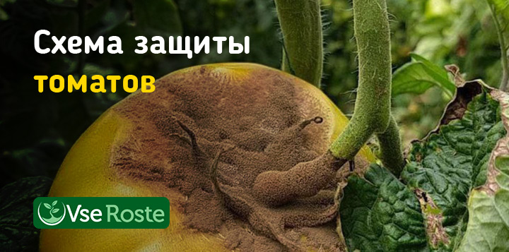 Обработка томатов от фитофторы и других болезней в течение сезона: схема защиты