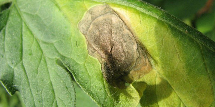 Альтернариоз томатов