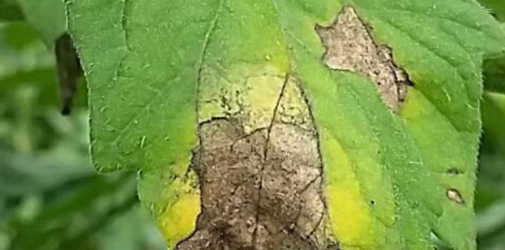 фитофтороз томатов