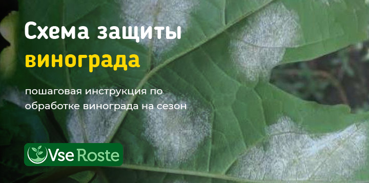 Схема защиты винограда: пошаговая инструкция по обработке винограда на сезон