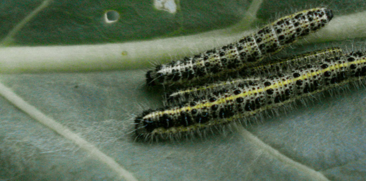 гусеницы на капусте