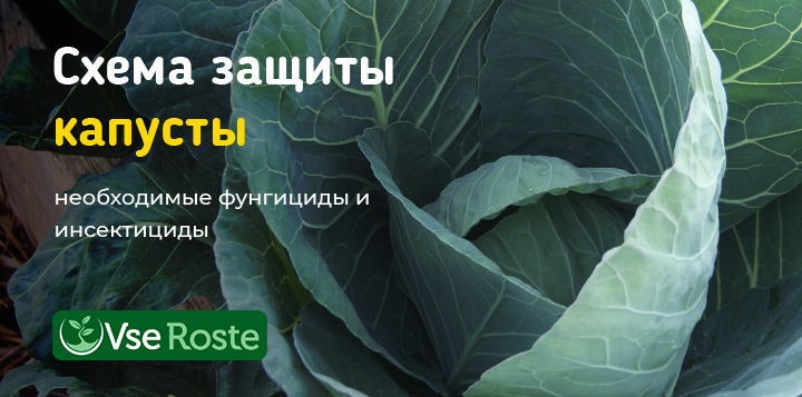 Схема защиты капусты – необходимые фунгициды и инсектициды