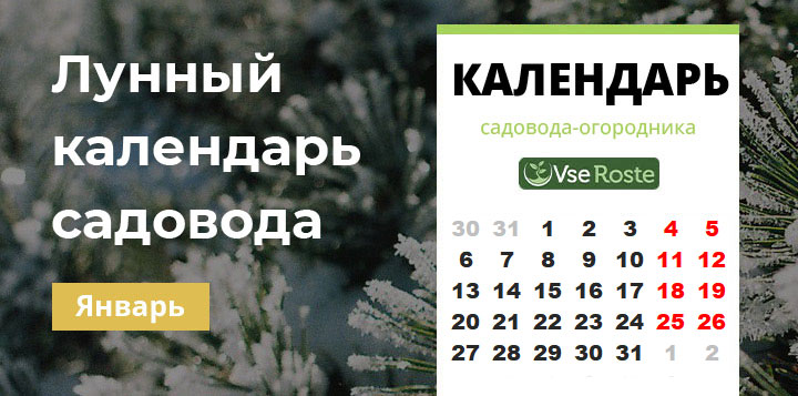 Месячный посевной календарь садовода-огородника на январь 2025 года