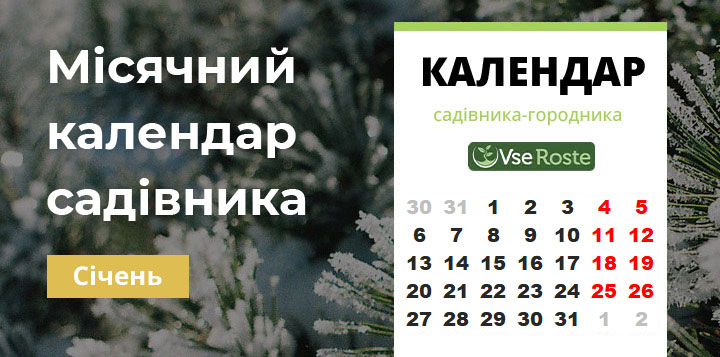 Місячний посівний календар садівника-городника на січень 2025 року