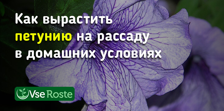 Как вырастить петунию на рассаду в домашних условиях