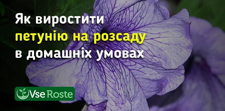 Як виростити петунію на розсаду в домашніх умовах