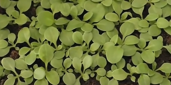 Первое пикирование рассады петунии