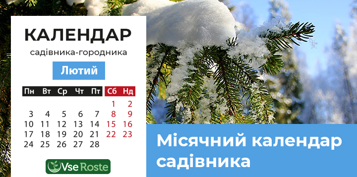 Місячний посівний календар садівника-городника на лютий 2025 року