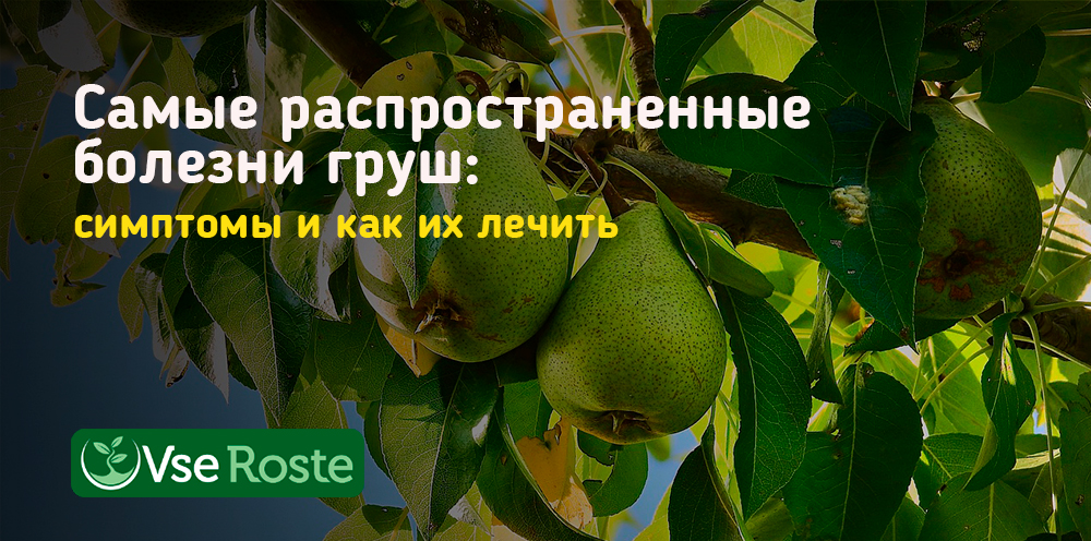 Самые распространенные болезни груш: симптомы и как их лечить