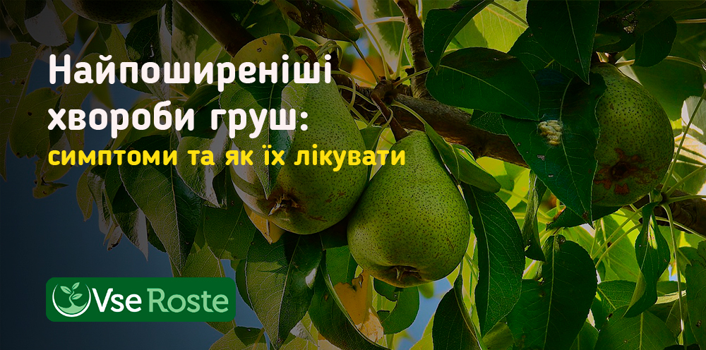 Найпоширеніші хвороби груш: симптоми та як їх лікувати