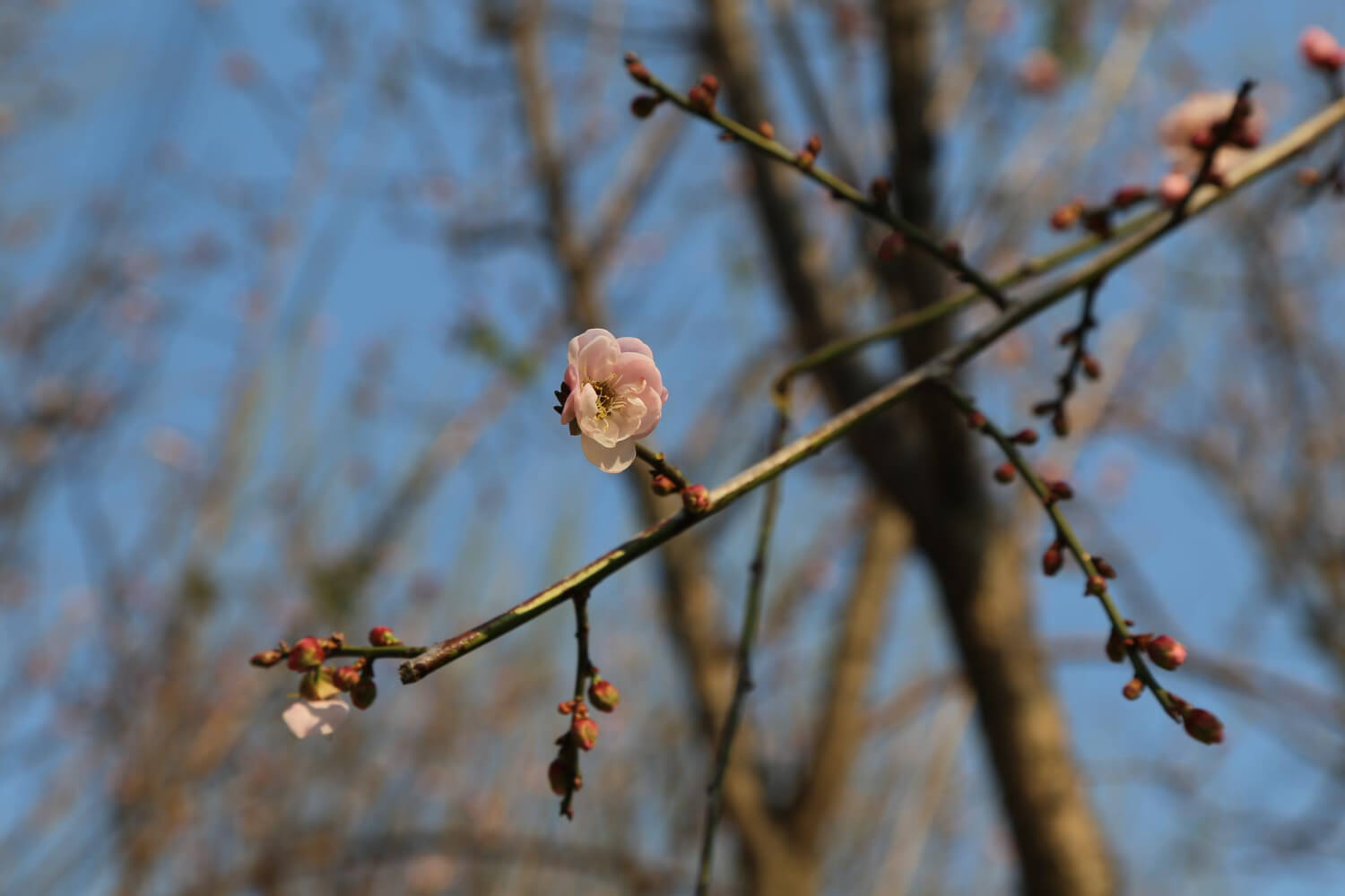 Як обробити абрикос весною