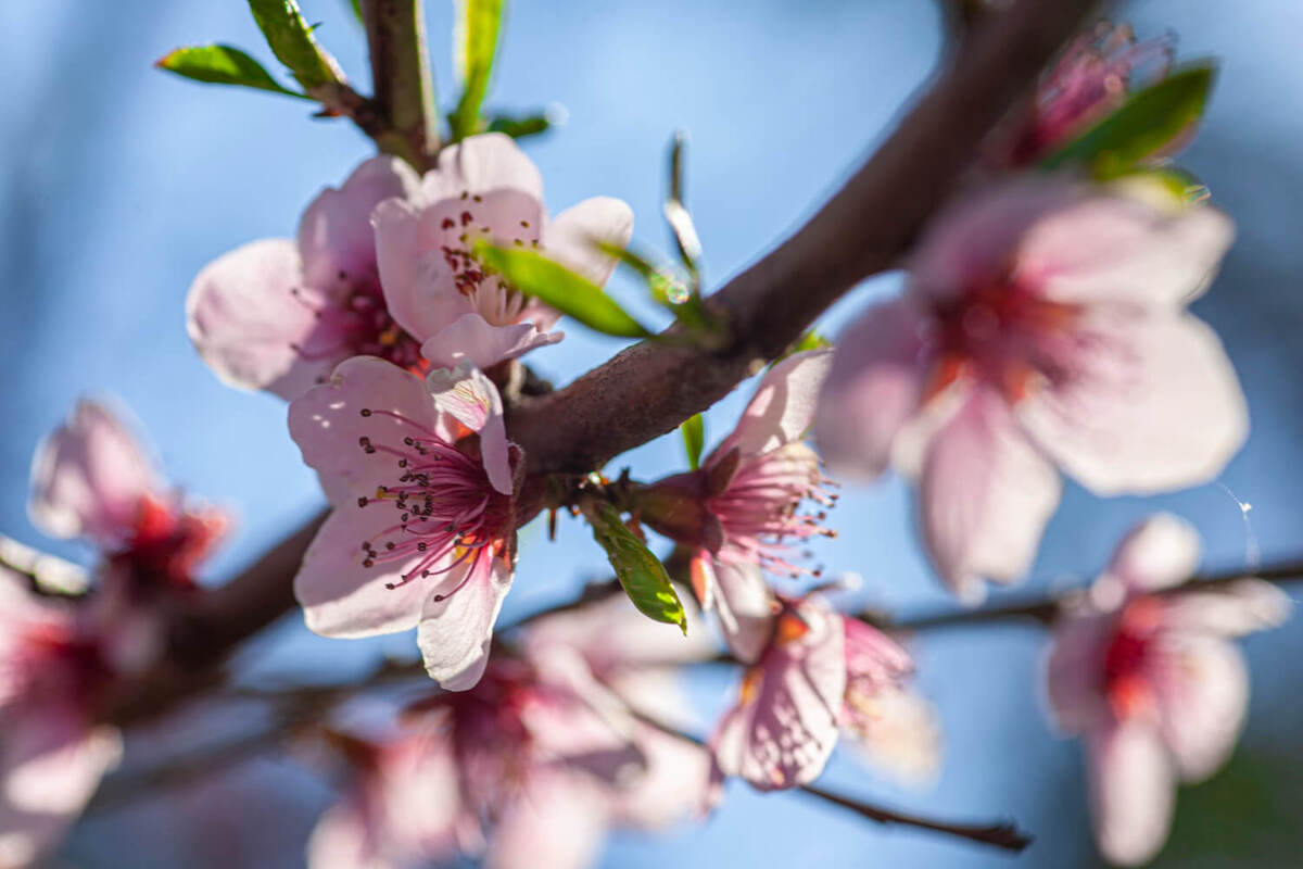 обробка персика залізним купоросом