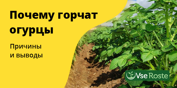 Почему горчат огурцы. Причины и выводы