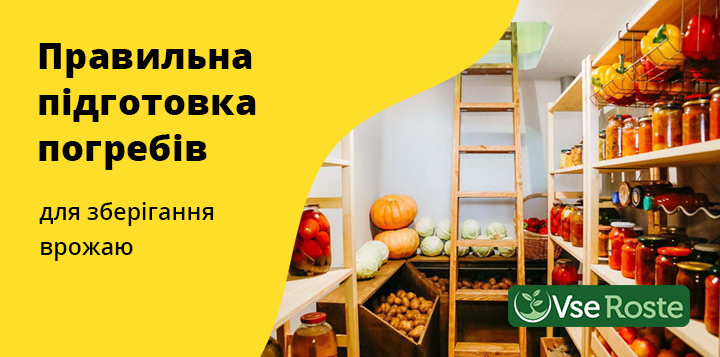 Правильна підготовка погребів для зберігання врожаю