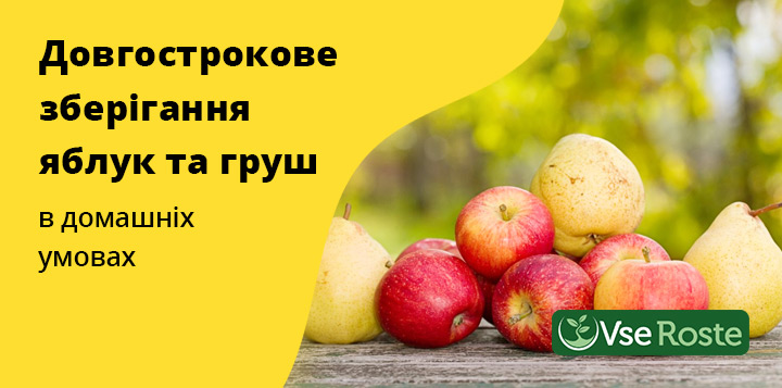 Довгострокове зберігання яблук і груш в домашніх умовах