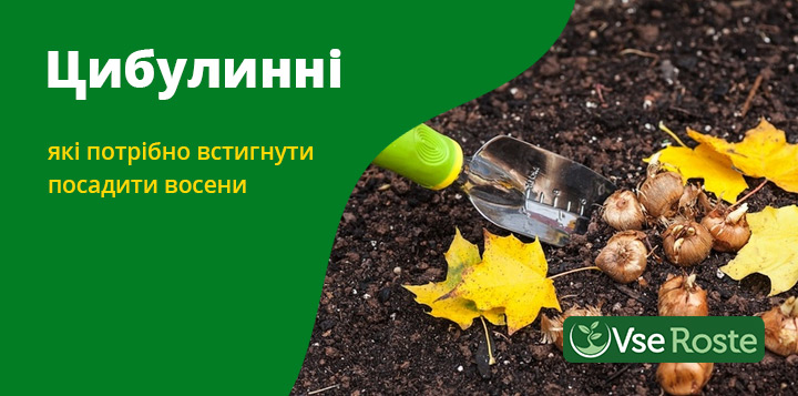 Цибулинні, які потрібно встигнути посадити восени