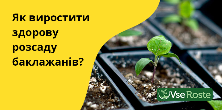 Як виростити здорову розсаду баклажанів
