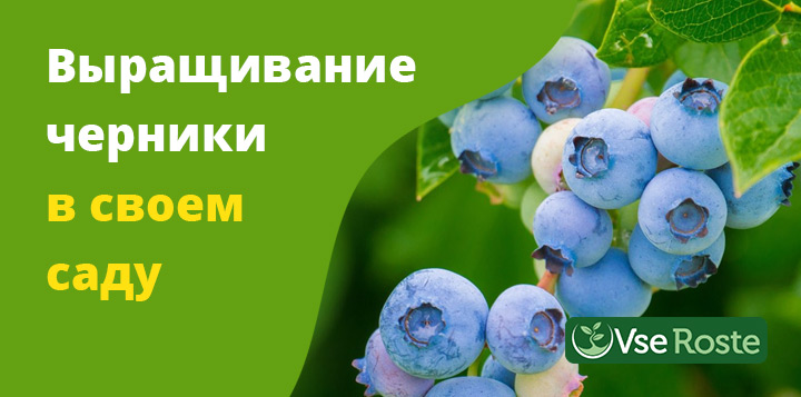 Выращивание голубики в своем саду