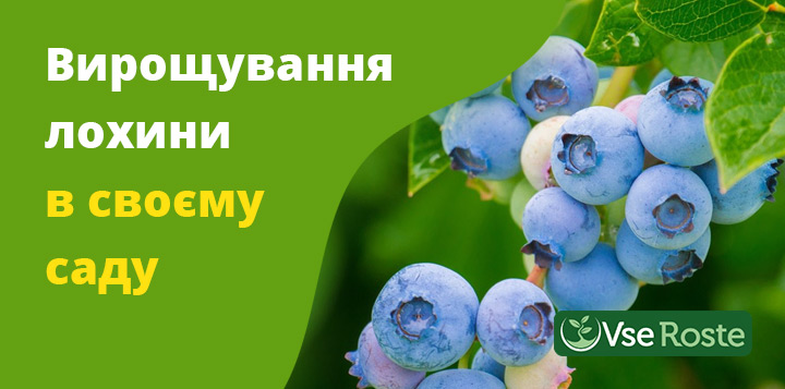 Вирощування лохини в своєму саду