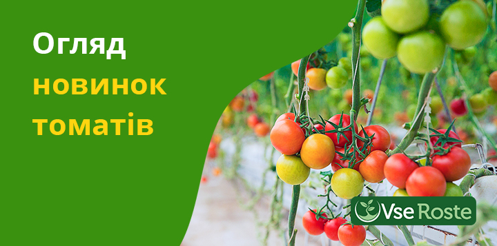 Огляд новинок томатів