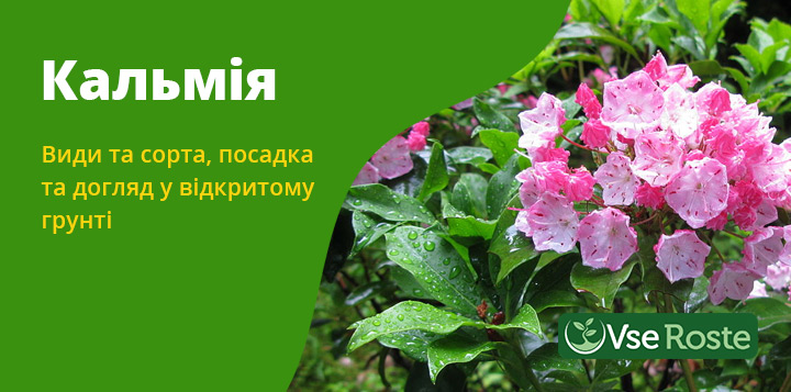 Кальмія: види і сорти, посадка і догляд у відкритому грунті