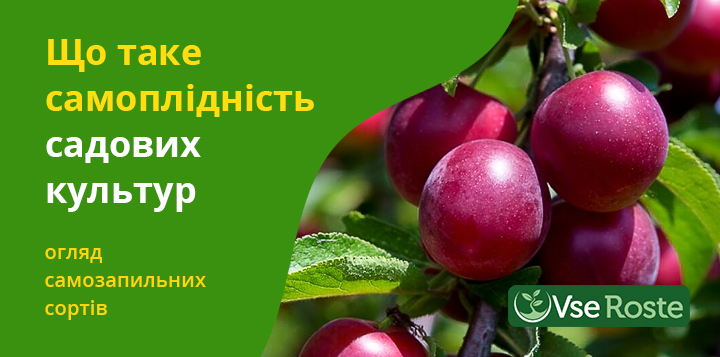 Що таке самоплідність садових культур: огляд самозапильних сортів