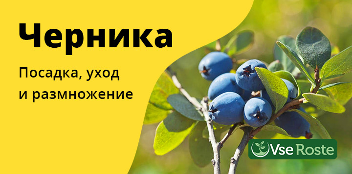 Черника: посадка, уход и размножение