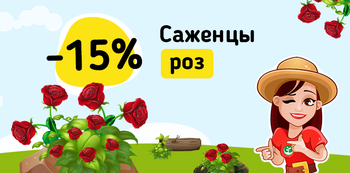 Саженцы роз -15%
