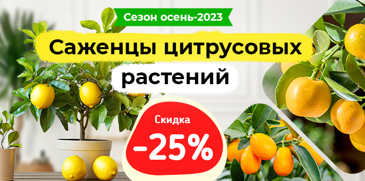 -25% на саженце цитрусовых растений