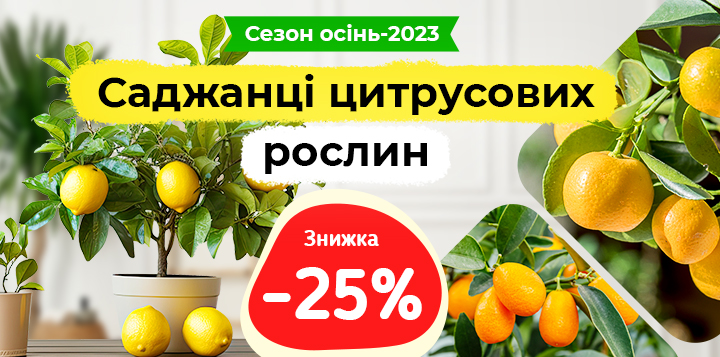 -25% на саджанці цитрусових рослин