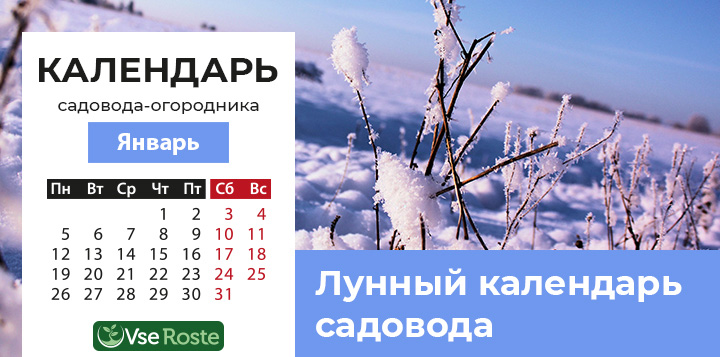 Лунный посевной календарь садовода-огородника на январь 2026 года