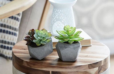 сукуленти в інтер'єрі сукуленти