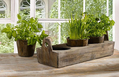 пряна зелень в інтер'єрі пряна зелень на підвіконні