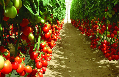 високі томати