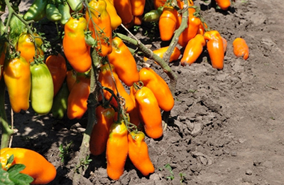 жовті помідори