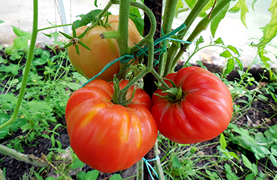 великі помідори